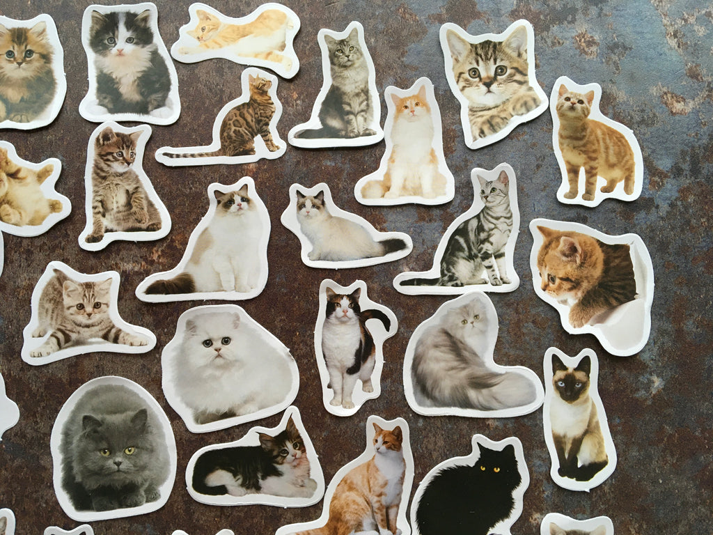'Cute Cats' sticker box